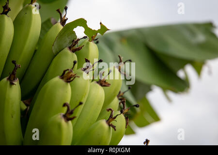 Unreife Bananen im Dschungel hautnah Stockfoto
