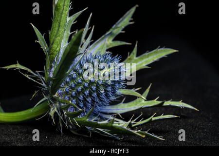 Blaue Distel Blume Stockfoto