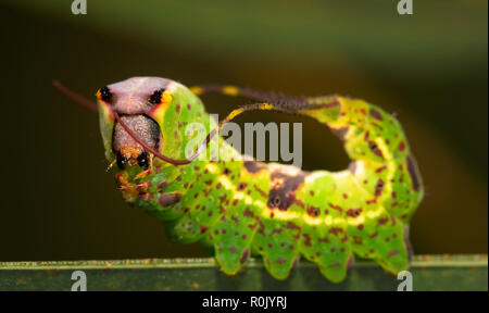 Nahaufnahme der Schwarz-geätzte Prominente motte Caterpillar anzeigen sein Schwanz Flagellen Stockfoto