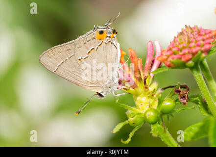 Kleine graue Hairstreak Schmetterling ruht auf einem Lantana flowerhead im Sommer Garten Stockfoto