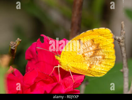 Winzige Eurema Lisa, kleinen gelben Schmetterling Fütterung auf ein warmes Rosa Rose im Sommer Garten Stockfoto