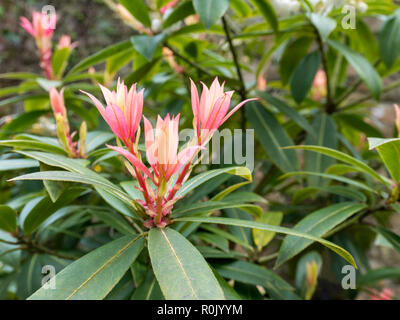 Pieris japonica oder Andromeda oder fetterbush Ericaceae Familie Anlage. Hell rot gefärbten jungen Trieb. Stockfoto