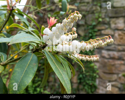 Pieris japonica oder Andromeda oder fetterbush Ericaceae Familie Anlage. Weiße Blumen und bunten jungen Blätter. Stockfoto