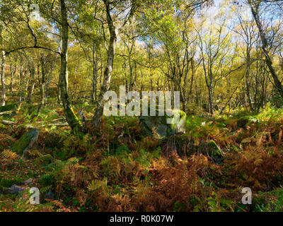 In einem Derbyshire Wald auf einem hellen herbstlichen Tag Moos bedeckt gritstone Felsen im Unterholz inmitten Silber Birken legen Stockfoto