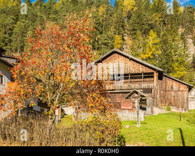 Sorbus aria Baum im Herbst in Berg. whitebeam oder gemeinsamen whitebeam Stockfoto