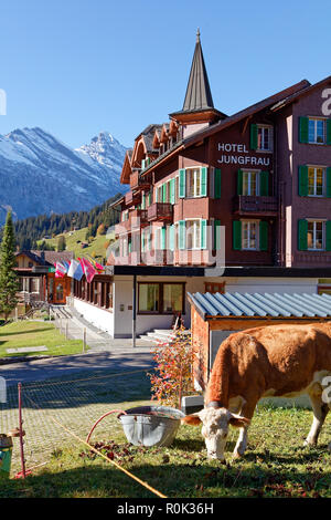 Mürren (Mürren), Jungfrau Region, Schweiz - Oktober 9, 2018: weidenden Kühen im sonnigen, herbstlichen Tag nahe am Hotel Jungfrau mürren mit Allmendhubel Stockfoto