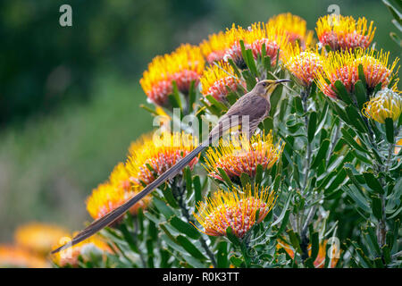 Cape Sugarbird Promerops cafer Kirstenbosch Botanical Garden, Cape Town, Western Cape, Südafrika 5 September 2018 erwachsenen männlichen Pro Stockfoto