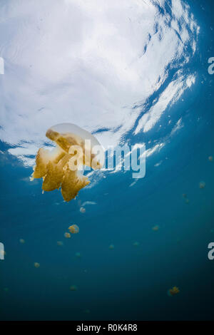 Golden Qualle, Kakaban, Indonesien. Stockfoto