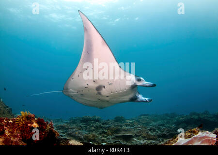 Ein Riff Manta Ray, Nusa Penida, Indonesien. Stockfoto