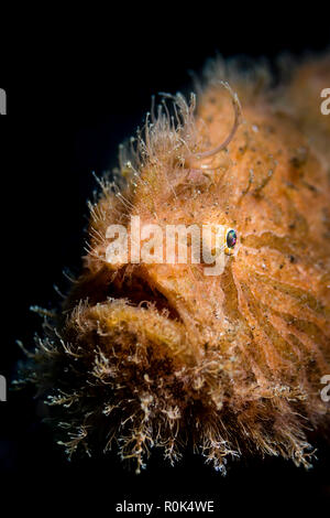 Porträt einer haariger Anglerfisch in Lembeh Strait, Indonesien. Stockfoto