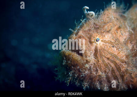 Gestreifte Anglerfische, Lembeh Strait, Indonesien. Stockfoto