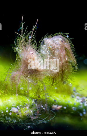 Haarige Garnelen tanzen auf der Blätter von Algen, Lembeh Strait, Indonesien. Stockfoto