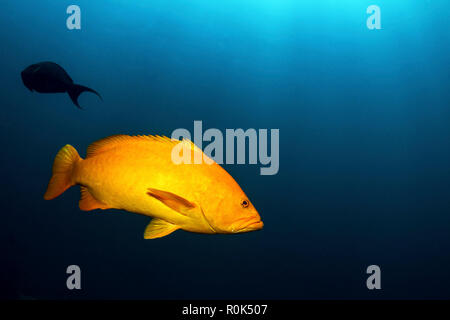 Porträt eines Golf Grouper, Cabo Pulmo, Mexiko. Stockfoto