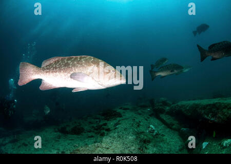 Golf groupers (Mycteroperca jordani), Cabo Pulmo, Mexiko. Stockfoto