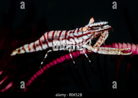 Crinoid Garnelen in Anilao, Philippinen. Stockfoto