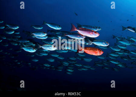 Schule der Lunar-tailed Großaugenthun, Palau. Stockfoto