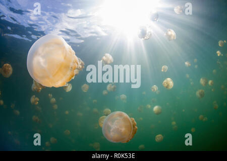 Gruppe von golden Quallen in Jellyfish Lake, Palau. Stockfoto