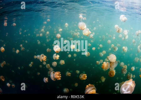 Gruppe von golden Quallen in Jellyfish Lake, Palau. Stockfoto