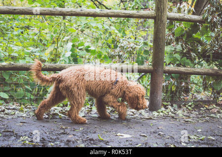 TORONTO, KANADA - 3. NOVEMBER 2018: MENSCHEN UND IHRE HUNDE BEI HOHEN PARK auf Herbst Tag. Stockfoto