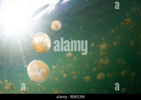 Gruppe von golden Quallen in Jellyfish Lake, Palau. Stockfoto