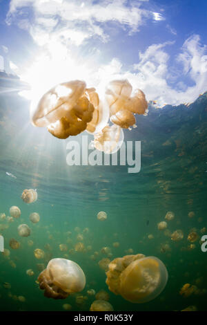 Gruppe von golden Quallen in Jellyfish Lake, Palau. Stockfoto