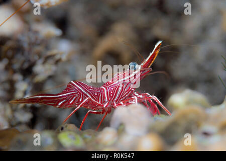 Seite Portrait von Scharnier - Schnabel Garnelen, Anilao, Philippinen. Stockfoto