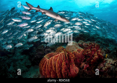 Ein Weißspitzen-Riffhai schwimmt vor einer Schule von Großaugen Makrelen. Stockfoto