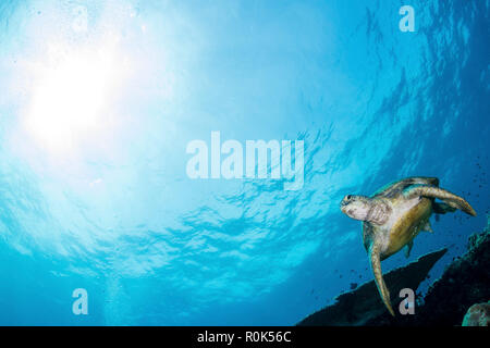 Grüne Meeresschildkröten schwimmen über eine Coral Garden in Sipadan, Malaysia. Stockfoto