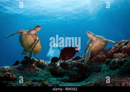 Zwei grüne Meeresschildkröten schwimmen über die Riffe rund um Sipadan, Malaysia. Stockfoto