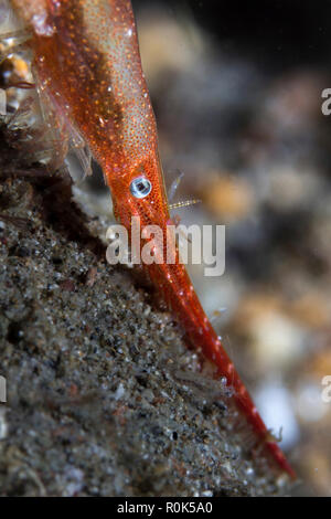 Das Auge eines Lembeh tozeuma Garnelen schließen, Philippinen. Stockfoto