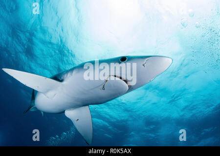 Ein blauer Hai mit Angeln Köder im Maul, Südafrika. Stockfoto