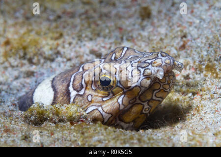 Clown snake Eel versteckt im Sand, Philippinen. Stockfoto