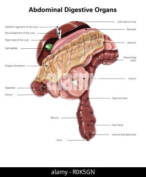 Digitale Illustration des Abdomens Verdauungsorgane. Stockfoto