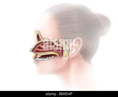 Digitale Illustration von Nase und nasal sinus Anatomie (keine Etiketten) Stockfoto