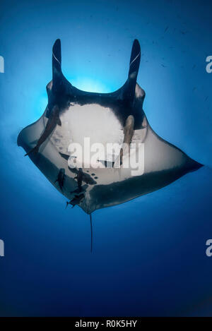 Ein Manta Ray übergibt Overhead unter der Sonne, Insel Socorro, Mexiko. Stockfoto