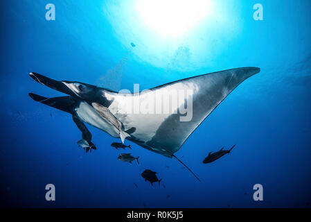 Ein Manta Ray übergibt Overhead unter der Sonne, Insel Socorro, Mexiko. Stockfoto