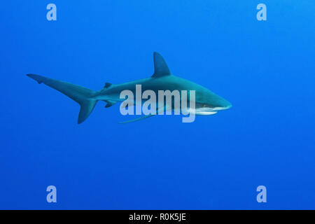 Eine Galapagos shark Schwimmen in offenen blauen Ozean. Stockfoto