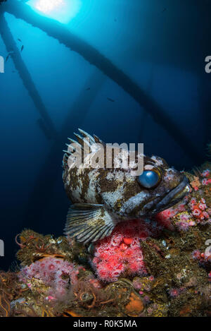 Ein cabezon mit einem schlechten Auge, Pazifischer Ozean. Stockfoto