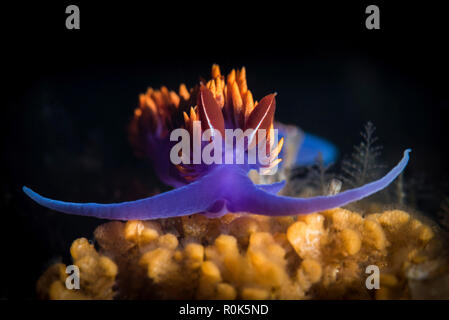 Spanisch schal Nacktschnecke. Stockfoto