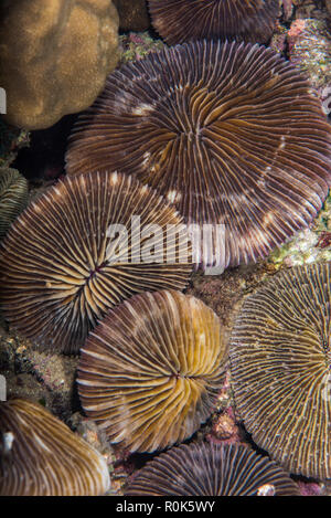 Eine Gruppe von Platte Korallen liegt auf einem Riff in Anilao, Philippinen. Stockfoto