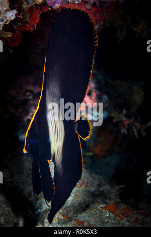 Juvenile Fledermausfische, Anilao, Philippinen. Stockfoto