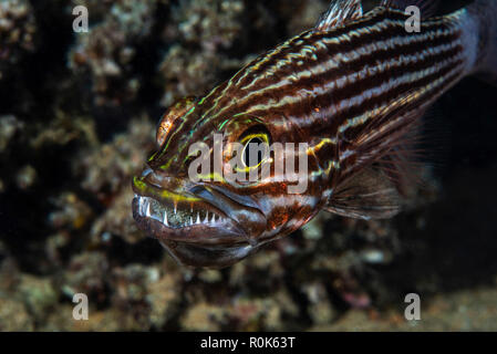 Ein männlicher cardinalfish brütet die Eier in den Mund. Stockfoto