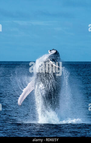 Ein buckelwal Verstöße vollständig aus dem Wasser. Stockfoto