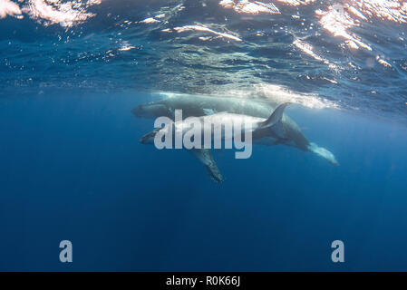 Ein erwachsener Wal- und ihr Kalb schwimmen knapp unter der Oberfläche. Stockfoto