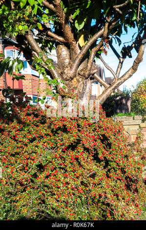 Cotoneaster horizontalis mit roten Beeren im Herbst fallen. Sommergrüne Strauch, blüht im Frühjahr und Blätter im Herbst rot. Stockfoto