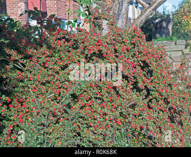 Cotoneaster horizontalis mit roten Beeren im Herbst fallen. Sommergrüne Strauch, blüht im Frühjahr und Blätter im Herbst rot. Stockfoto