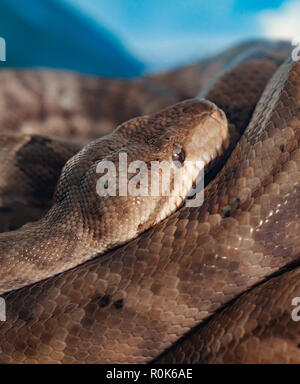 Corallus Hortulanus oder Amazon Tree Boa Schlange. Stockfoto