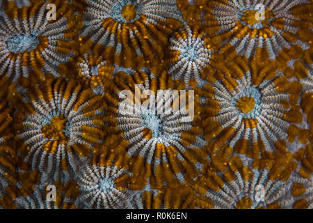 Winzige Plattwürmer decken ein Coral Kolonie. Stockfoto