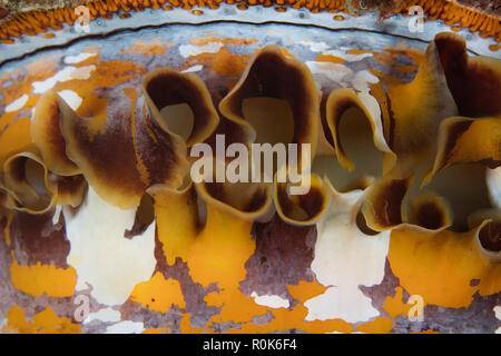 Detail einer Variable thorny Oyster wachsen auf ein Riff. Stockfoto
