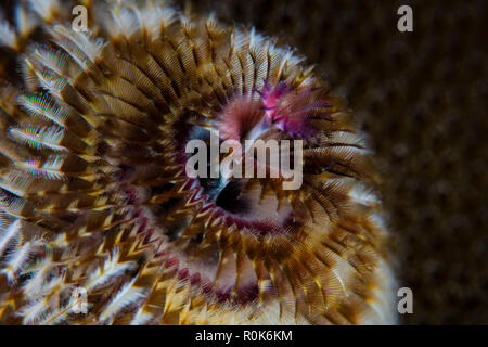 Detail der Tentakeln der a Christmas tree Worm. Stockfoto